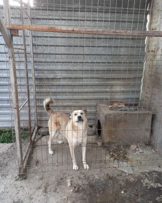 Срочно ищем дом или передержку!