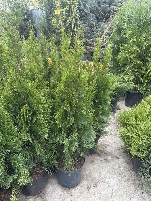 Туя Смарагд — Видео-выбор