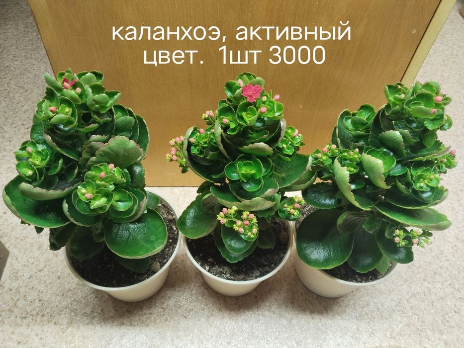Продаю домашние цветы