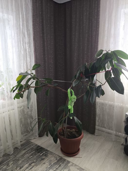 Фикус  Elastiko(каучуконосный)