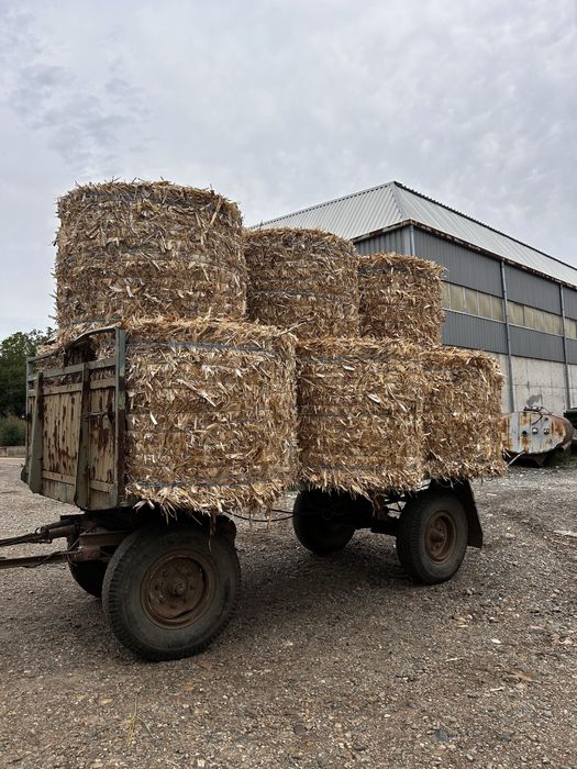 Бали Церевични 2025г.