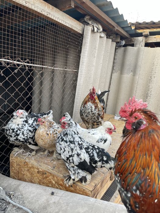 Инкубационные яйца