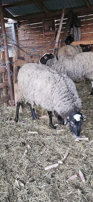 De vanzare berbeci Romanov