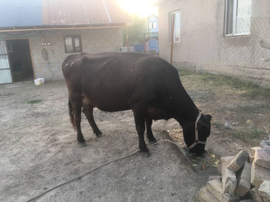 Сиыр, бұзауымен сатылады