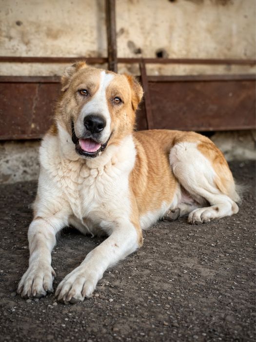 Продается Тобет, в хорошие руки