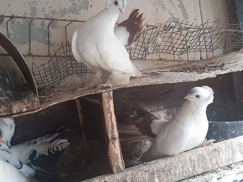 Гълъби различни видове