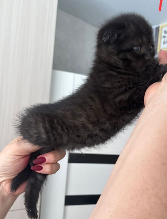 Продается девочка шотландка фолд окрас черныц табби