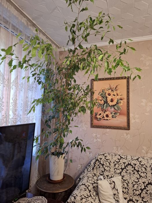 Фикус Бенджамина