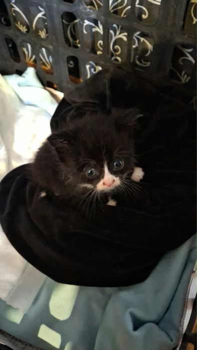 Котенок ищет дом