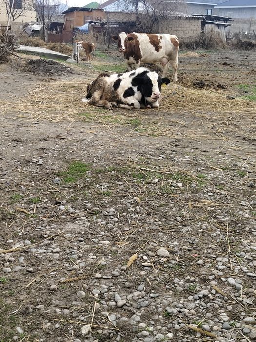 Бука сатылады жасына толмаган