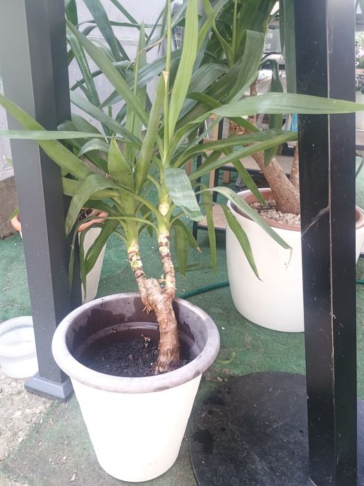 Plantă ornamentală Yukka - 1,6 m