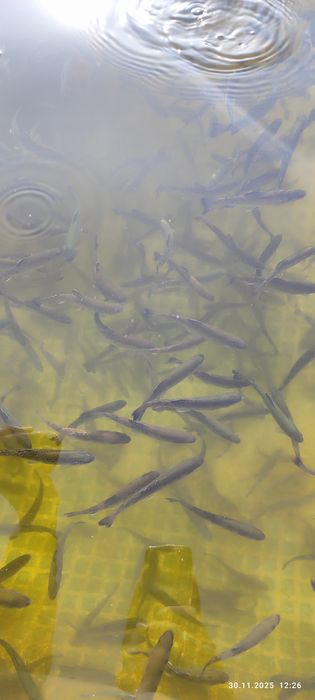 Farel tiriklayin dastafka bor Samarqand buylab