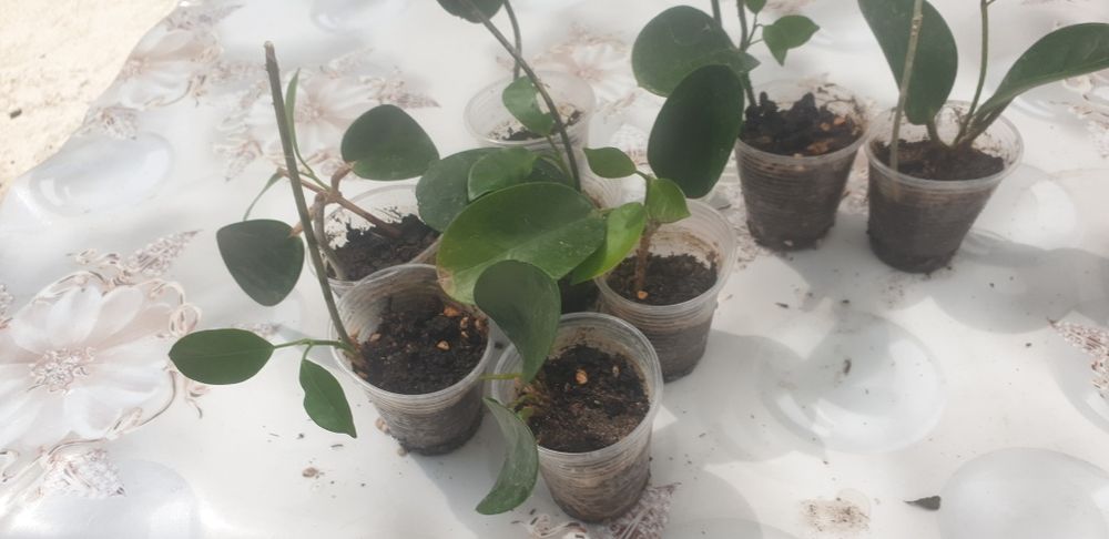 хойя Лиза укоренённые черенки