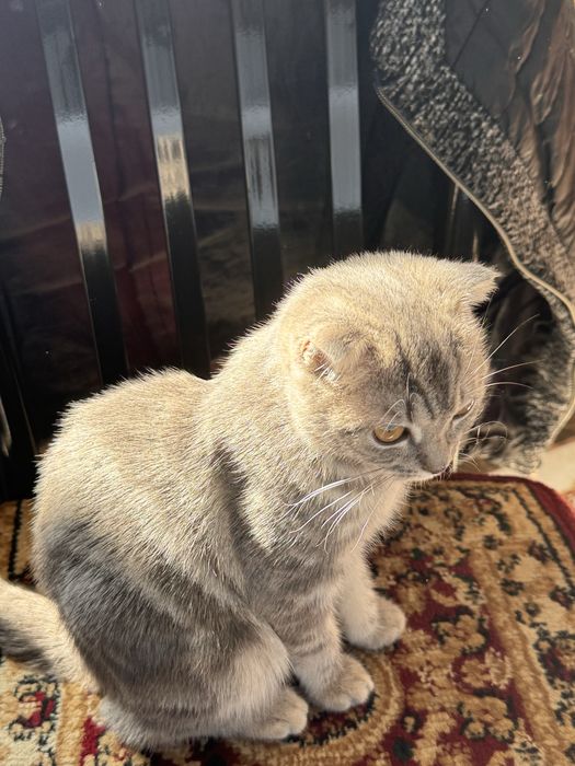 Скотиш страйт веслаухо 3 месеця