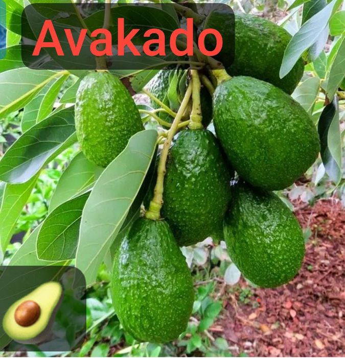 Banan kivi galubika avakado mango zaytun arbuts kadsura