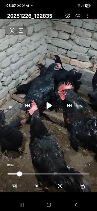 Товуклар сотилади