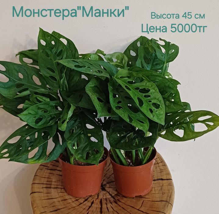 Комнатные цветы!