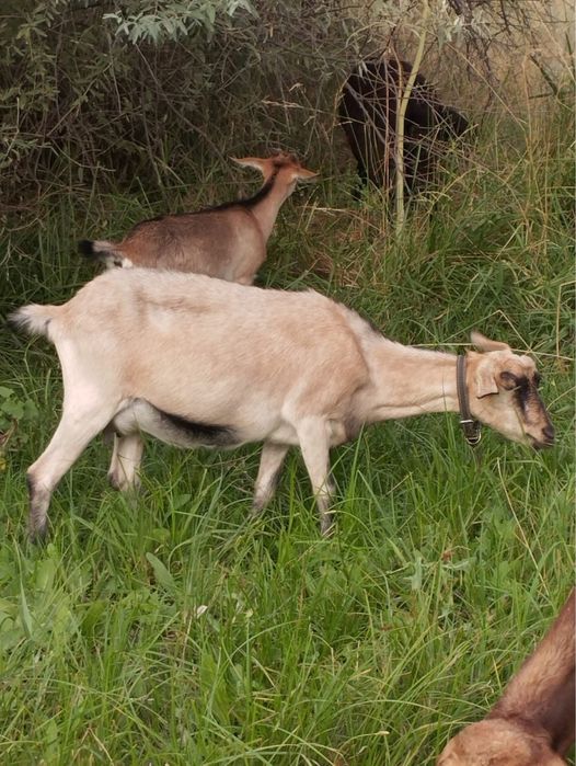 Коза альпийская