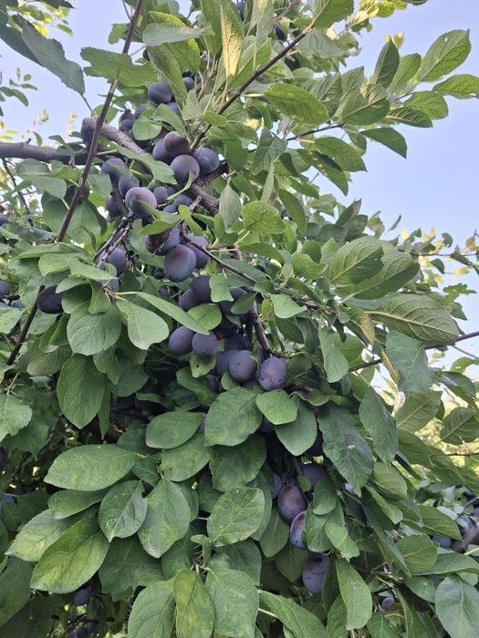 Prune de vânzare