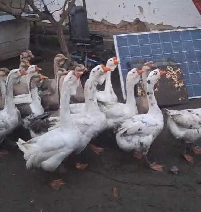 Oua de gâscă Holmogor