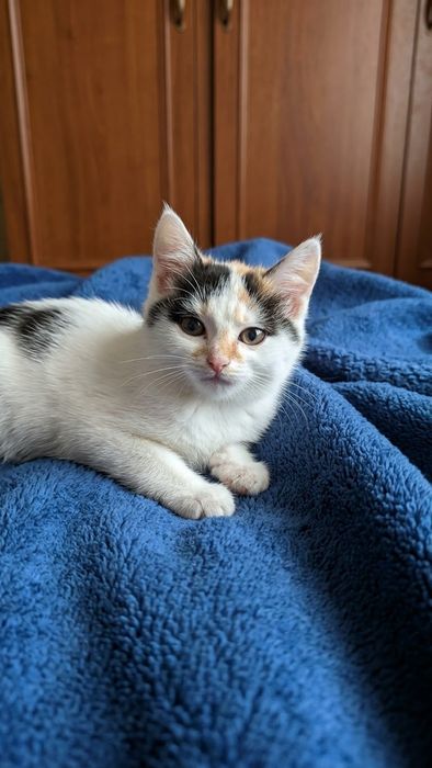 Милые Котики в добрые ручки!
