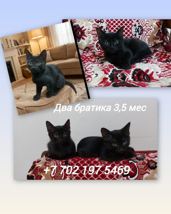 Отдам в добрые руки.