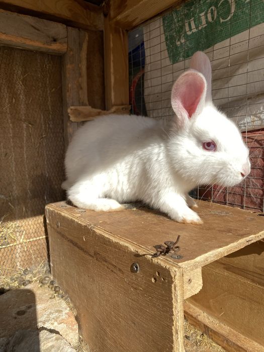 Quyon bollari sotiladi