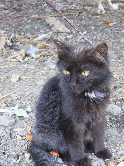 Котёнок  бесплатно