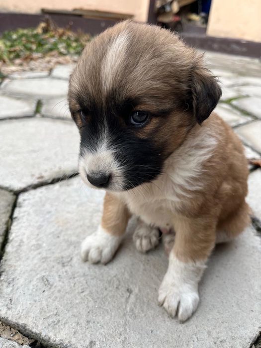 Отдам в хорошие руки