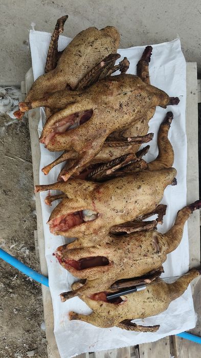 продаю домашнее гусиный тушы