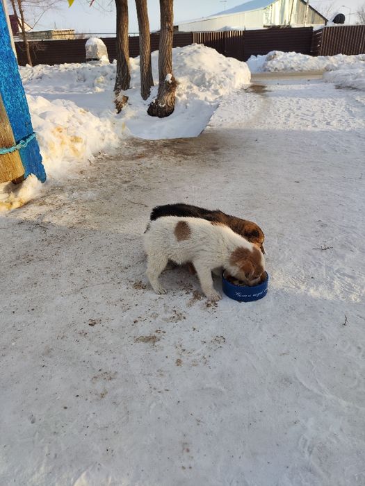 Щенята маленькие 5 штук