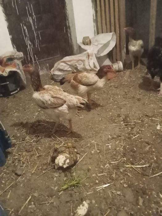 Даканы яйца 1000тг