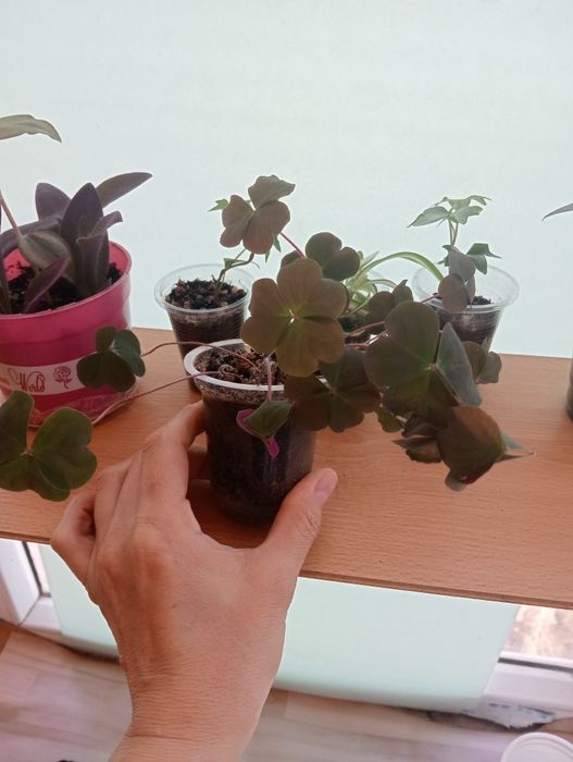 Комнатные цветы  от 1000 тенге.