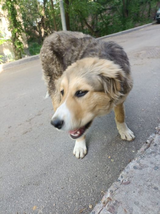 Пристраивается щенок!