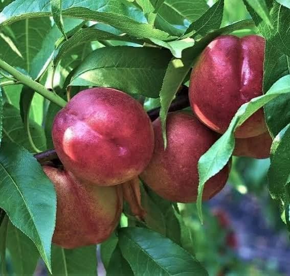 Pomi fructiferi clasici nectarini