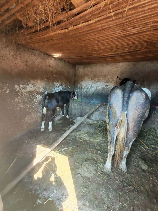 Vaci de vânzare de lapte