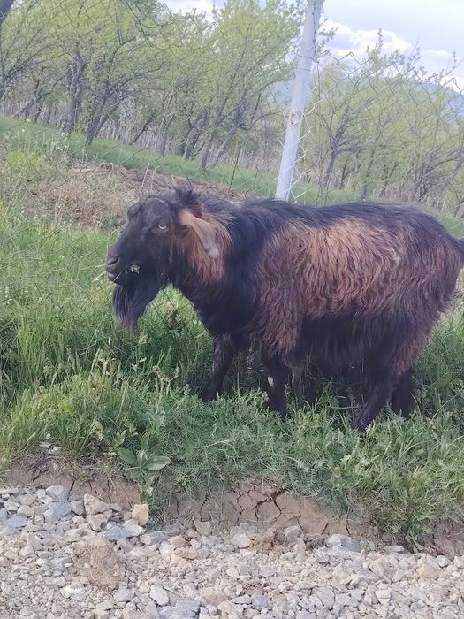 Capre de vanzare