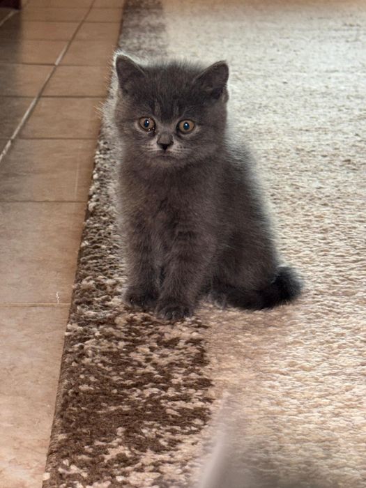 British Shorthair 10 săptămâni