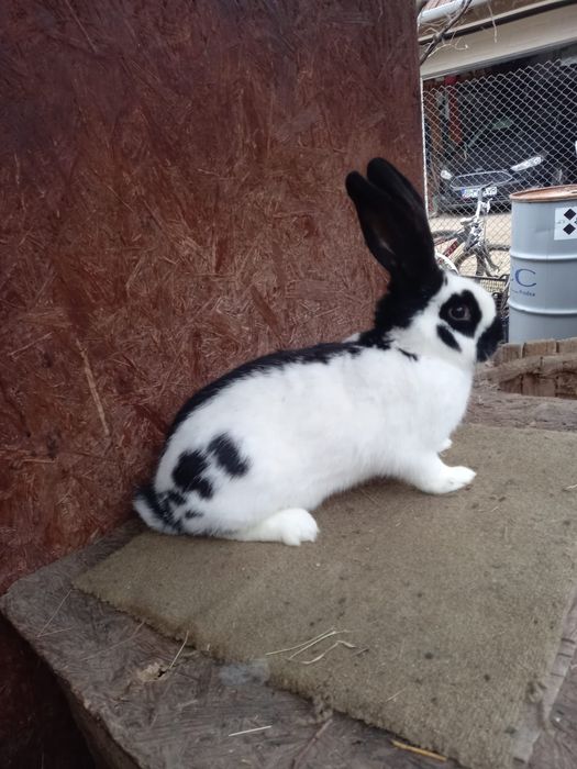 Femele fluture german