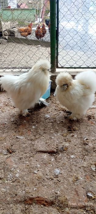 Vând mătase japoneză