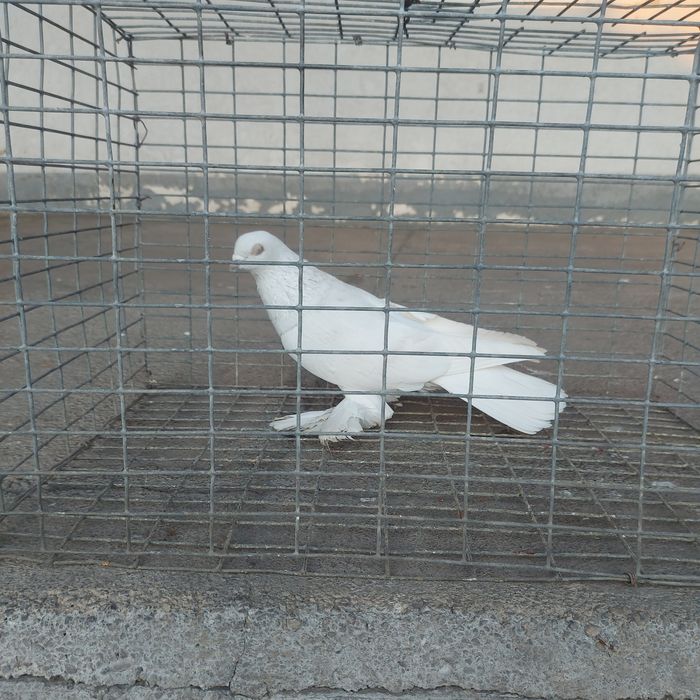 Буси самец лет игра