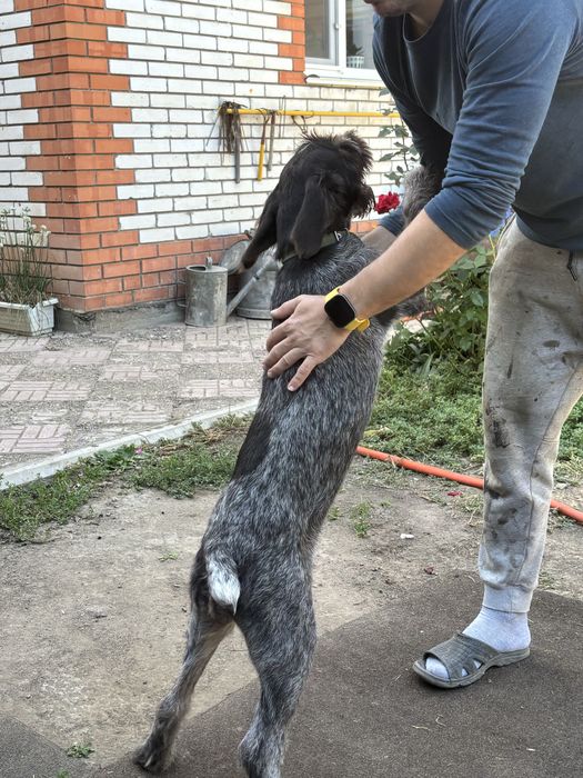 Щенок немецкая легавая драатхар.