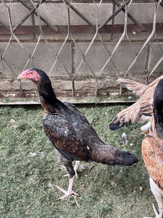 Продам куриц, бойцовые чистокровные