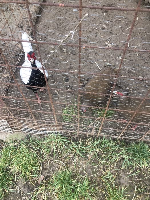 Fazani argintii de vanzare