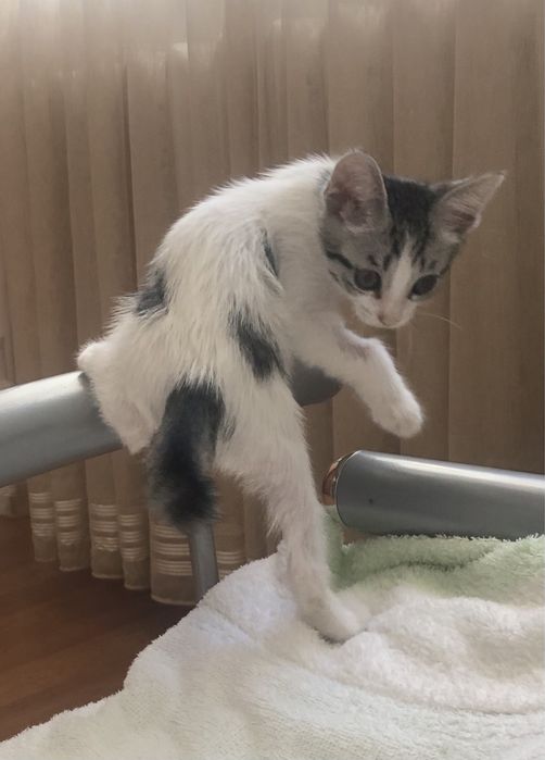Котенок мальчик в добрые руки