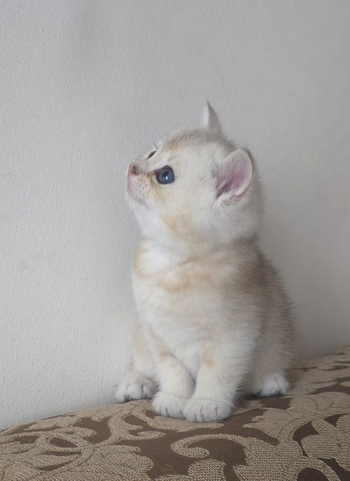 Toza qon mushukchalar sotiladi.