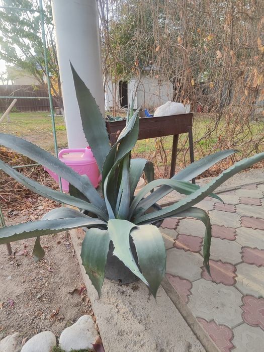 Большая Голубая Агава
