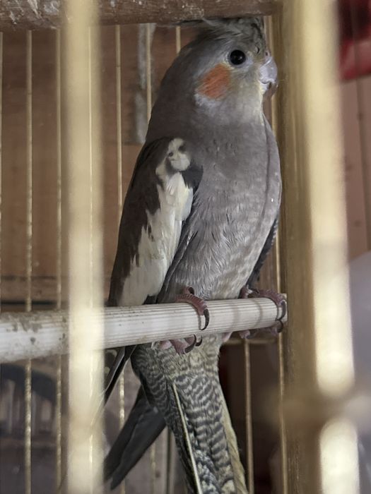 Продам попугаев корелла-нимфа