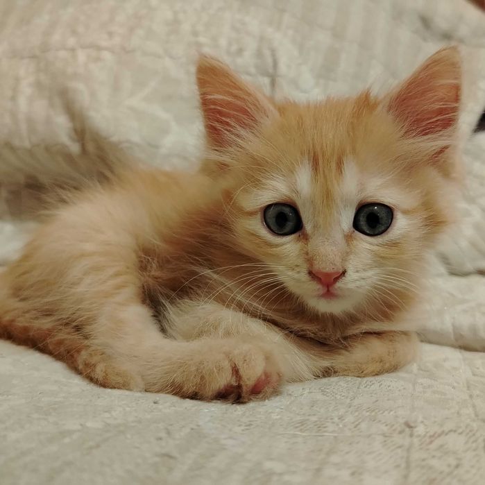 Котёнок Вася (рыжий окрас)