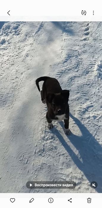 Подарю красивых щенков.